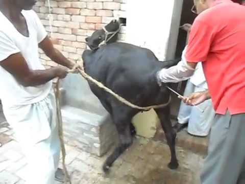 Gangsta black bull inseminates hucow claudia