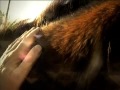 christians admit to prefer sex with animals