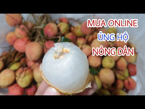 MUA VẢI THIỀU ONLINE GIÁ RẺ ỦNG HỘ NÔNG DÂN XEM CHẤT LƯỢNG NTN