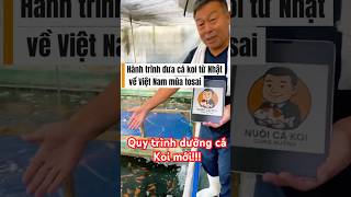 Hành Trình Đưa Cá Koi Nhật Về Việt Nam Và Dưỡng Cá Mới Sẽ Như Nào?