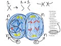 Unit 5, Day 1 - Meiosis (Part 2 of 2)