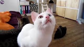 Funny Cats Say Meow Funny Video cats - by Pet Friend