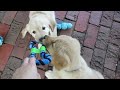 Warrior Canine Connection Puppies 8/17/12: Abby and Levi