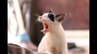Funny Cat Series Collection 30
