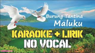 Lagu Burung Tantina Mp4 Hd Video Wapwon
