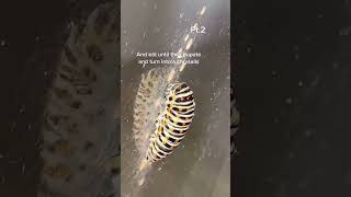 How To Raise Swallowtail Erflies Pt.2