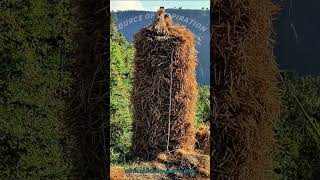 Farmers Stacking Hay Into A Tall Haystack