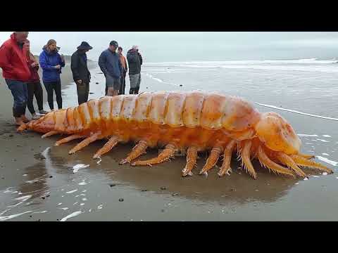 Stranded Deep Sea Creature Series - 41 🐙 🦑 🦐 🦀 #fishingexploration #deepseafishing
