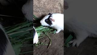 Rat