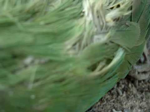Dead Rose-ringed Parakeet 2011