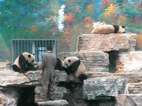 北京動物園の出張パンダさんたち　その１