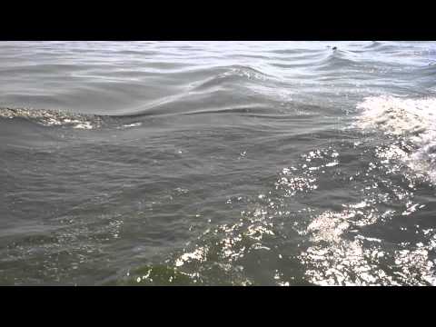 2011 Western Lake Erie Algae Bloom