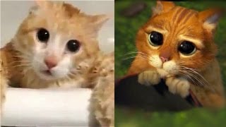 Real shrek cute cat eyes scene.