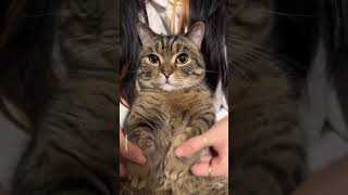 This Cat Try Wednesday Addam Dance Jennaortegafans