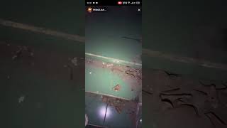 Live Di Rumah Penganten Baru Yang Di Ramk Dan Di Buh Daerah Sidoarjo Jawa Timur