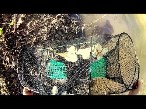 Как сделать вершу для ловли рыбы своими Как сделать вершу для ловли рыбы своими