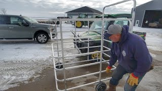 Calving will be fun! *And Safe*