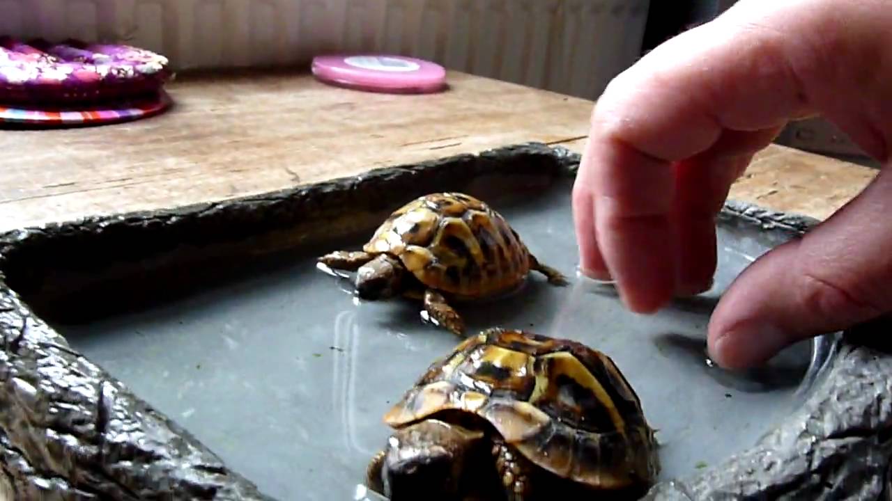 Bath Time for Tortoises, but one gets a face plant! YouTube