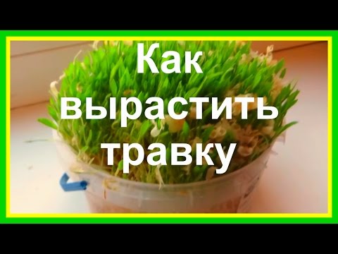 Морских свинок своими руками из коробки Морских свинок своими руками из коробки