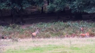 Red Deer Rut & Wild Horses Evening Walk On The Posbank Veluwezoom In 4K
