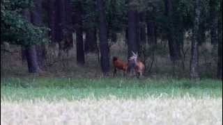 Rotwild An Waldkantemvi5771.Mov