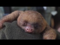 Cutest Animals On Planet Earth - 2013 Compilation