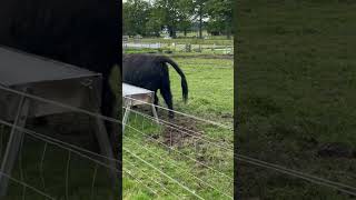 Highland Cow Poop