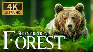 Serene Retreat Forest 4K 🐻‍❄️ Exploring Relaxation Amazing Wildlife Nature With Peaceful Relax Music