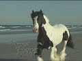 Beauty of Horses by Mark J. Barrett