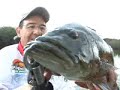 Video de Pesca dinamica - pesca dos tucunares gigantes com iscas naturais no rio itapara em roraima