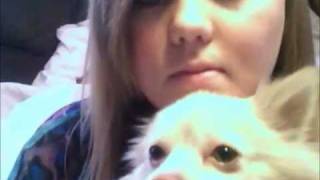 The Pampered Pomeranian: Removing Tear Stains!