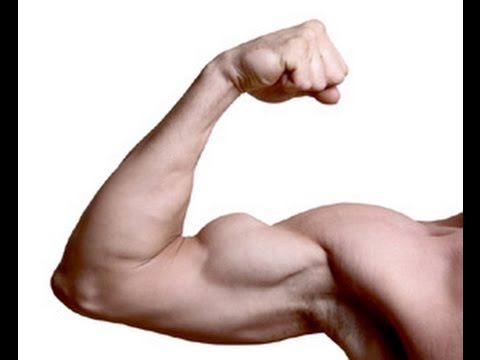 Imagenes Brazos Fuertes | brazo brazos Imagenes Brazos Fuertes | brazo brazos
