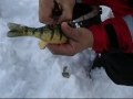 HOW TO CLEAN A PERCH IN 10 SECONDS!!!!!  INCREDIBLE VIDEO!!!!