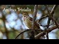 Metsäkirvinen laulaa (Tree Pipit singing) Anthus Trivialis, Baumpieper singen, Лесной конёк пение