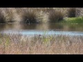 UNBELIEVABLE Catching Wild Ducks Barehanded with Andrew Ucles & Laura Zerra