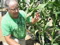 Garden tips