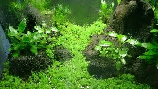 Mi nano plantado emergido paso apaso