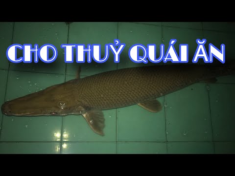 HTS || Cho Thủy Quái Ăn - Cá Sấu Mỏ Vịt (Alligator gar)
