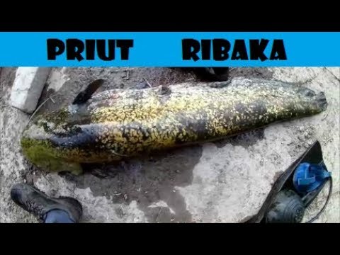 река сейм рыбалка на сома река сейм рыбалка на сома