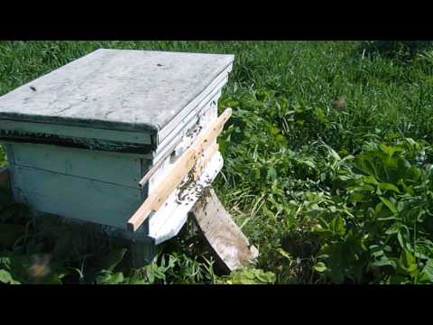 видео ловля бродячих роев в лесу видео ловля бродячих роев в лесу