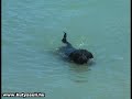 A doggy summer - A kutyák is szeretik a strandot