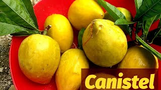 Canistel Pouteria Campechiana