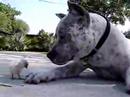 Pit Bull Sharky and Chick - BIG LOVE!