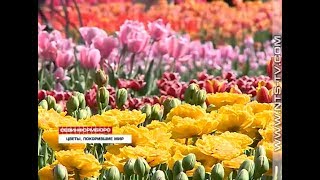 15.04.2018 Все краски весны. В Никитском ботаническом саду – Парад тюльпанов