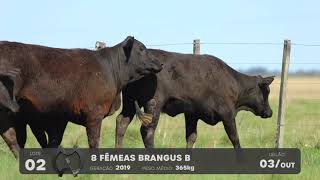 LOTE 02 - VENTRES BRANGUS - LEILÃO SÃO BIBIANO 2021