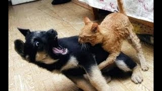 Cats FIGHTING Dogs Compilation (brutal) FUNNY