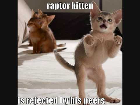 funny kitten20. Bunch of funny cat pictures to the song I Just Can#39;t Wait To Be King from