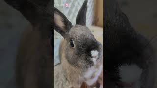 Chubby Cute Netherland Dwarf Mix Breed Bunny Rabbit