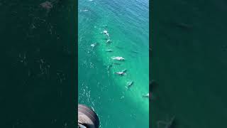Pod of Whales in Action: Surf's Up Dude!