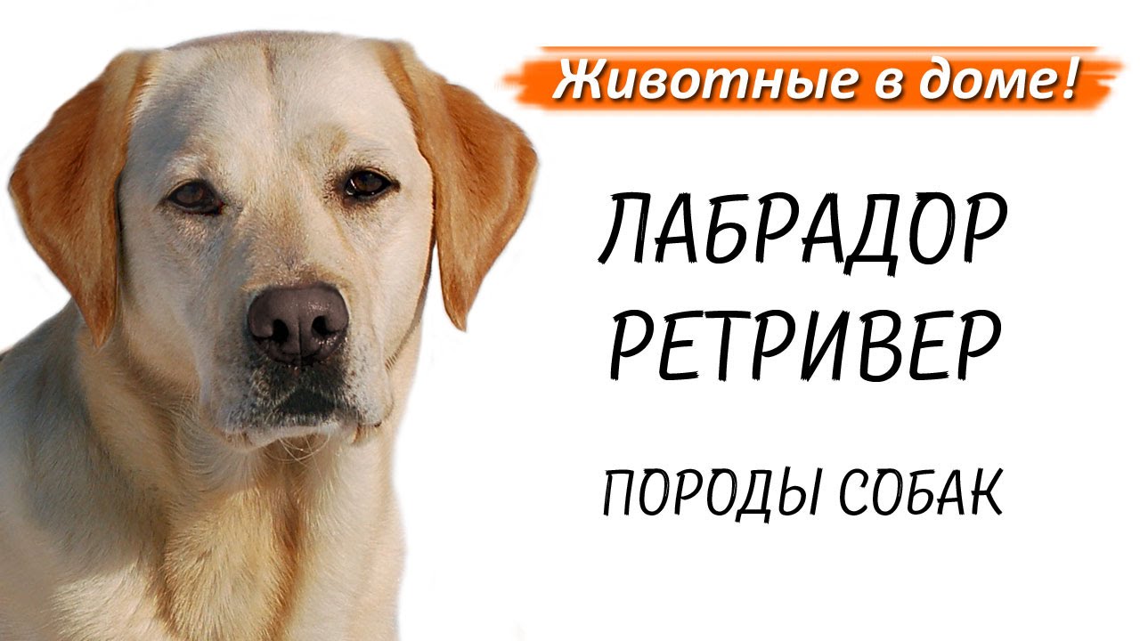 foto Лабрадор - характер изображения foto Лабрадор - характер изображения